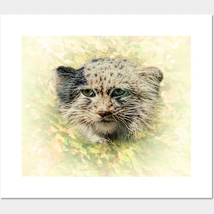 Manul-Pallas's cat Posters and Art